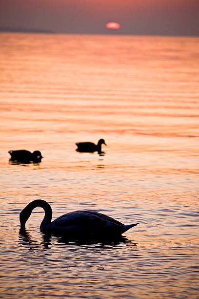 istock Beautiful sunset on the water 135699986