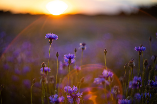 Flower field in summer at sunset