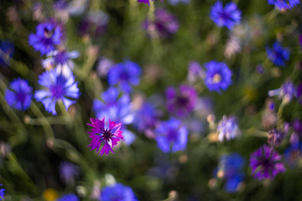 Close-up of blue cornflowers in a field