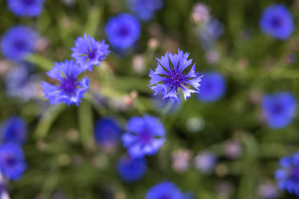 Purple meadow flower growing uncultivated, sunny springtime in nature, selective focus