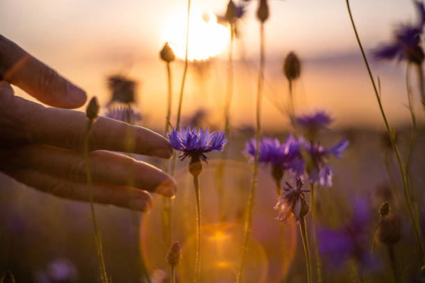 Female hand touches the flowers in the field at dawn stock photo