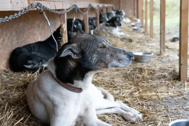 photography of sporting dogs after a tough competition.