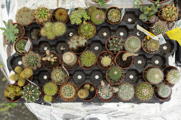 Collection of cacti in greenhouse