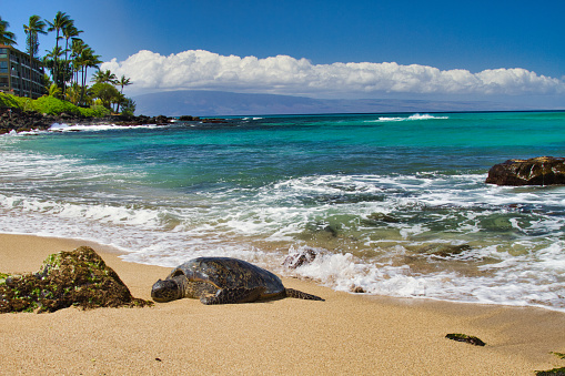 Tranquil scene of a green sea turtle sleeping on a beautiful beach on Maui.