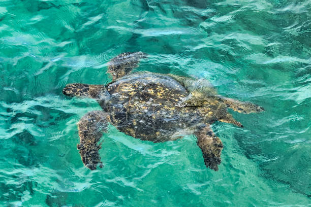 istock Underwater green sea turtle swimming 1357002651