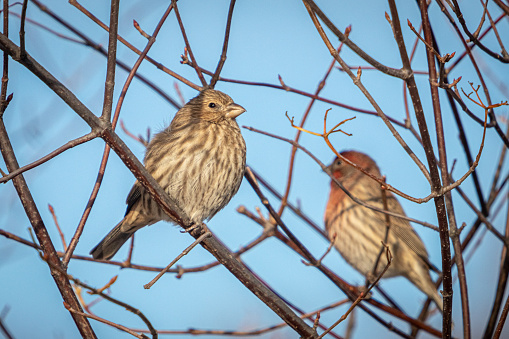 A pair of House Finches warm up in the sun in the Laurentian Forest in early winter.