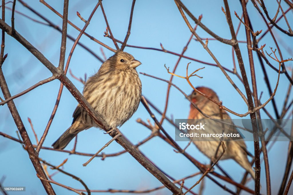 Roselin familier femelle et male, (Haemorhous mexicanus), female and male house finch, Camachuelo Mexicano. A pair of House Finches warm up in the sun in the Laurentian Forest in early winter. Adventure Stock Photo