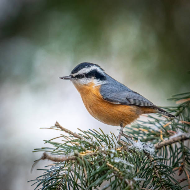 istock Red-breasted sitelle, (Sitta canadensis), red-breasted nuthatch, Trepador Canadiense. 1357002690