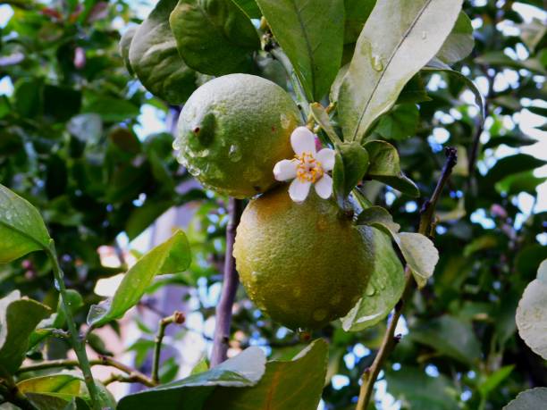istock Wet lemons and flower 1357003725