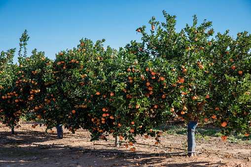 Agriculture - Ripe Valencia Oranges