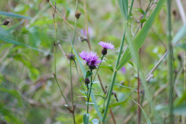 istock Spotted knapweed in bloom close-up view with selective focus on foreground 1357004106