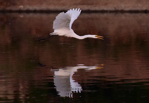 Great Egret or Heron with white plumage
