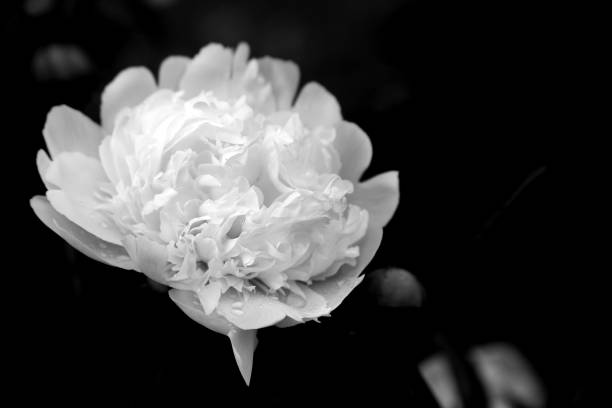 istock Flower Details in Black and White 1357005247