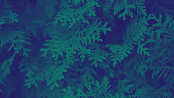 nature background tinting , tinting background for banners