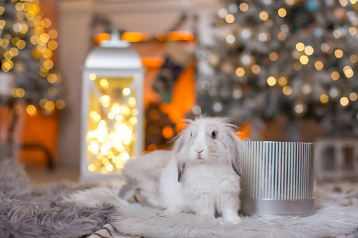 Two cute little Christmas bunnies sit on fur mats against the background of New Year's decorations - a fireplace, Christmas trees with glowing garlands.