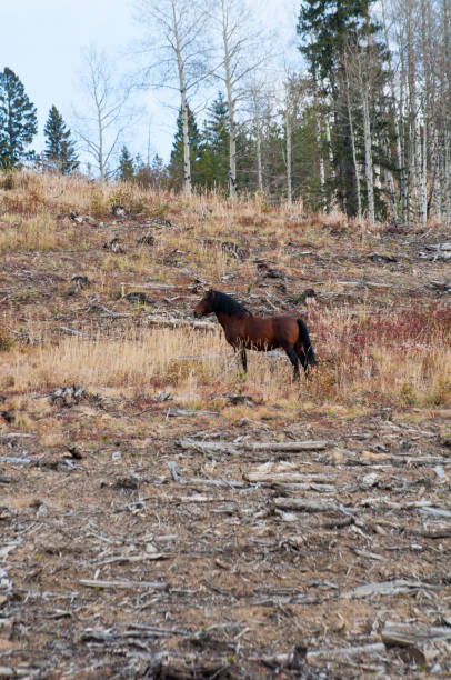 istock Lone Wild Horse Surveying his Domain 1357006576