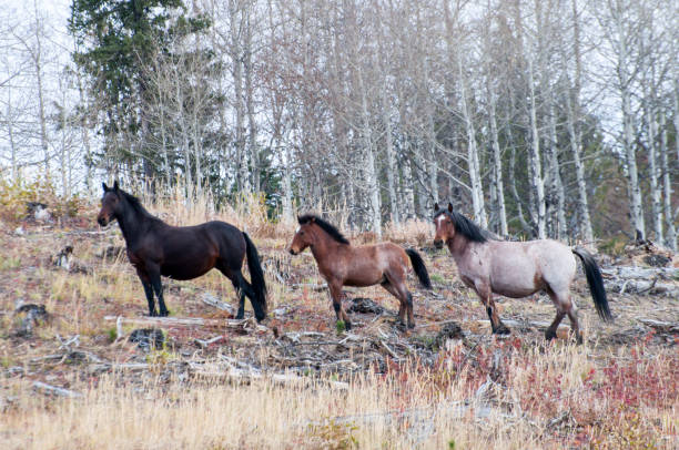 Wild Horses Surveying their Domain
