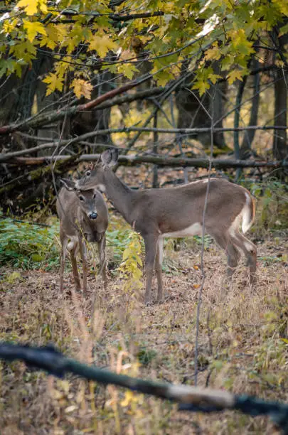 Two deers get closer in the forest at Ile Saint-Bernard, Chateauguay