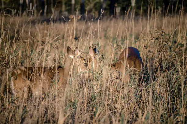 Two deers touching noses in tall grass at Ile Saint-Bernard, Chateauguay. Deers are protected in this natural and wilderness reserve.