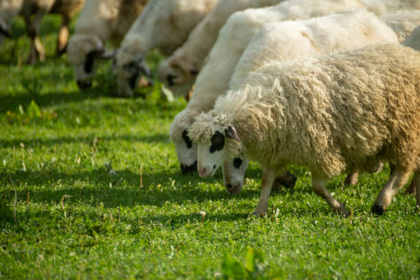 istock Sheep grazing in the field. 1357008620