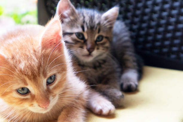istock Two Beautiful Small Kitten Head Portrait 1357008697