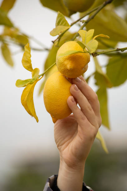 istock A human hand plucking a lemon from a branch 1357008998