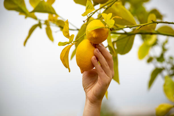istock A human hand plucking a lemon from a branch 1357009011