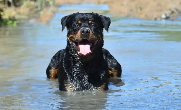 A beautiful rottweiler on the water