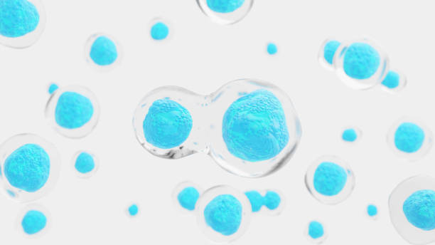 3d Render of Human cell in mitosis or Embryonic stem cell stock photo