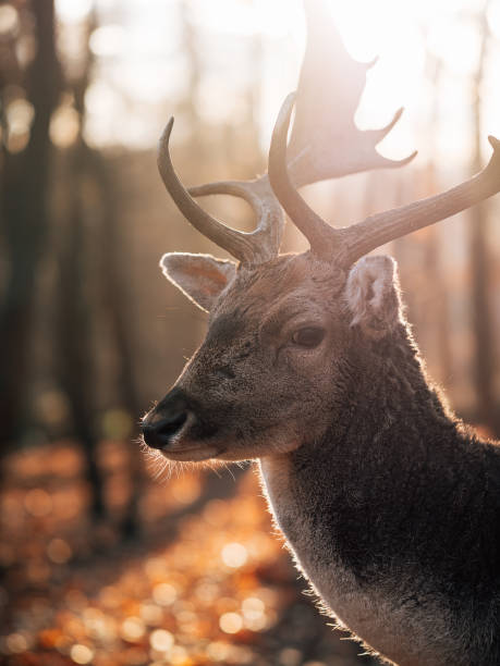 istock deer in the woods, head of deer. 1357011864