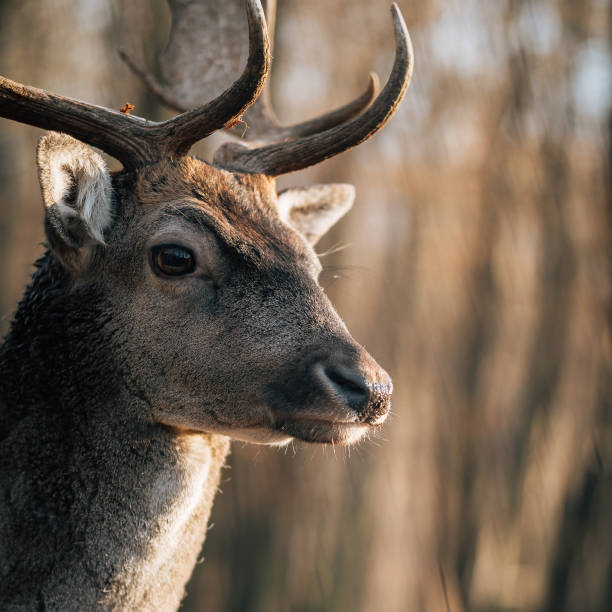 istock deer in the woods, head of deer. 1357011865