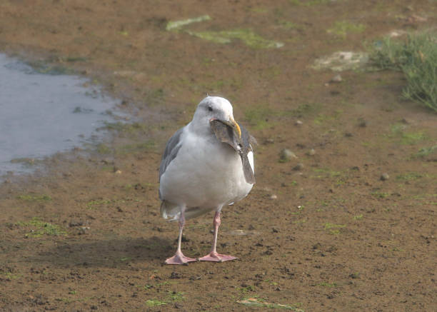 Glaucous-winged Gull (larus glaucescens) with a giant fish in its beak