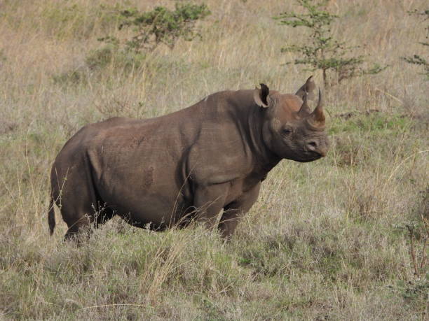 istock African black rhino 1357016234
