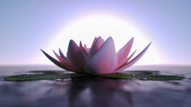 istock background with a pink lotus flower (3d rendering) 1357017080