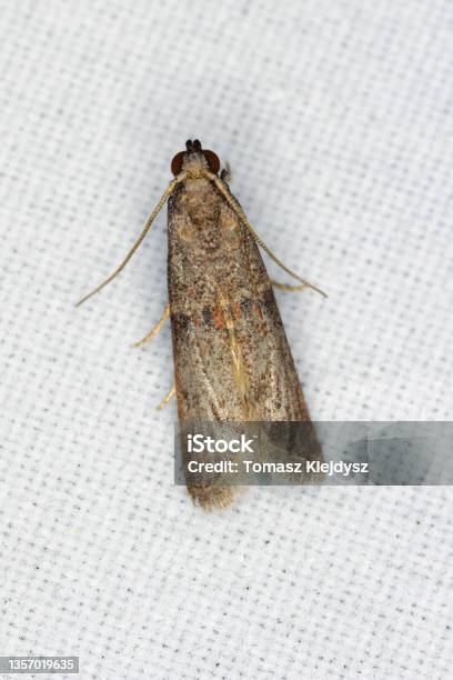 The Almond Moth Or Tropical Warehouse Moth Cadra Cautella Pyralidae It ...