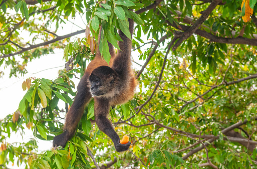 Spider monkey (Ateles) eating papaya, a type of spider monkey found throughout Central and South America, Tortuguero, Costa Rica.