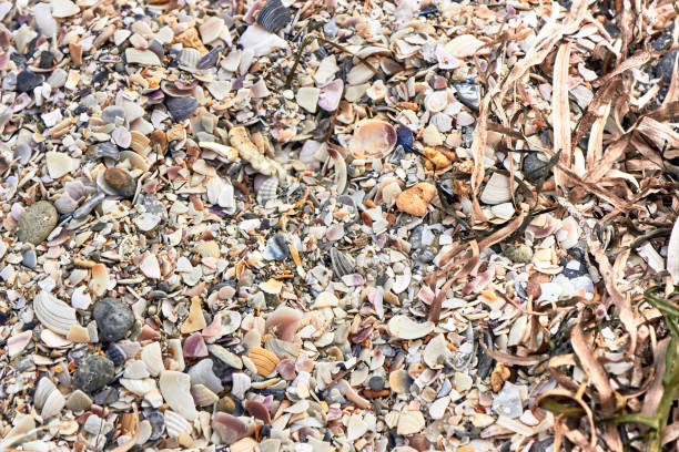 istock Beach Sea Shells. Sea beach sand shells texture, close up. Sand from a variety of shells, dry algae, pebbles on the seashore. Top view. Summer horizontal background with space for the text.. 1357020451