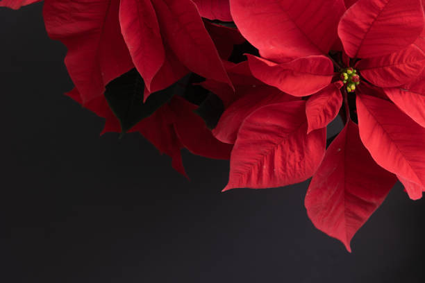istock Bright red poinsettia on black 1357021247
