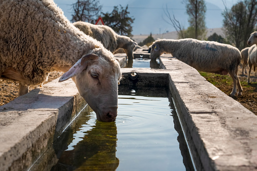 Sheep drink water from concrete trough.