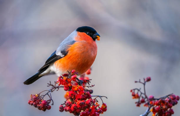 the bullfinch bird sits on a bunch of red rowan berries and holds a red rowan berry in its beak - domherre bildbanksfoton och bilder