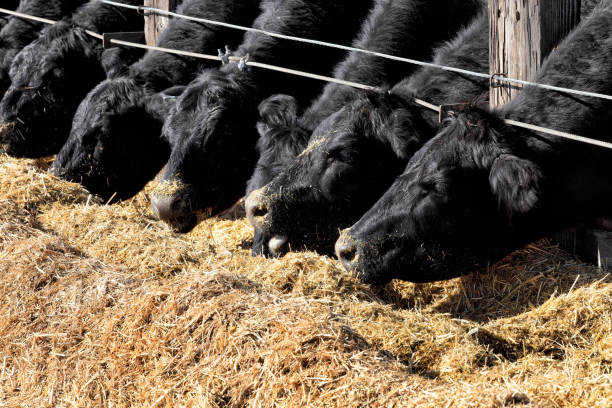 Cattle eating at a feed lot Black Angus cattle eating alfalfa hay at an Idaho feedlot. beef cattle stock pictures, royalty-free photos & images