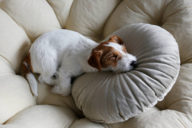 istock Furry jack russell puppy at home. 1357022187