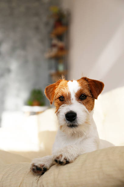 istock Furry jack russell puppy at home. 1357022196