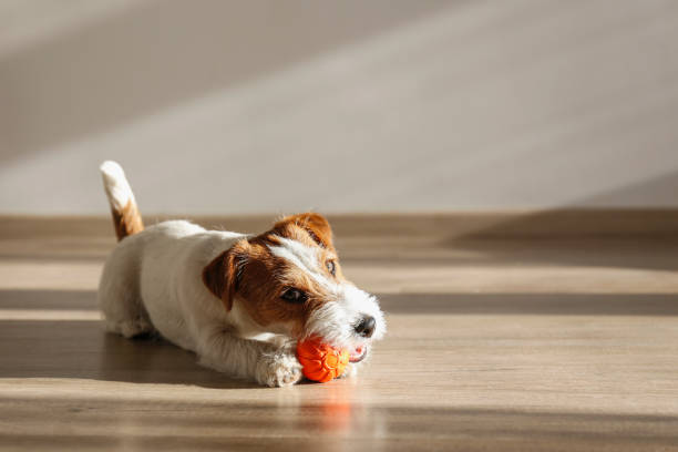 istock Furry jack russell puppy at home. 1357022197