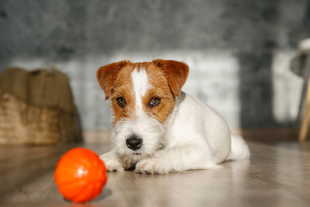 istock Furry jack russell puppy at home. 1357022203