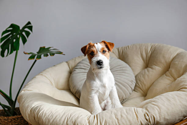 Furry jack russell puppy at home. stock photo