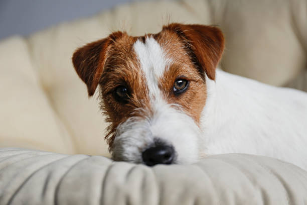 istock Furry jack russell puppy at home. 1357022214