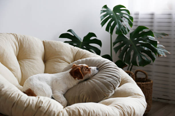istock Furry jack russell puppy at home. 1357022215