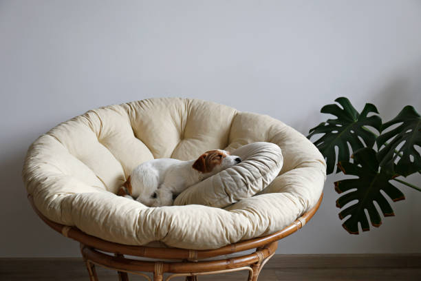istock Furry jack russell puppy at home. 1357022237