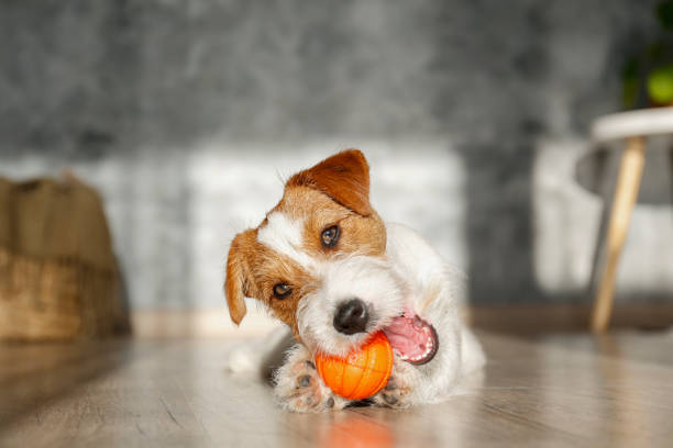 istock Furry jack russell puppy at home. 1357022248